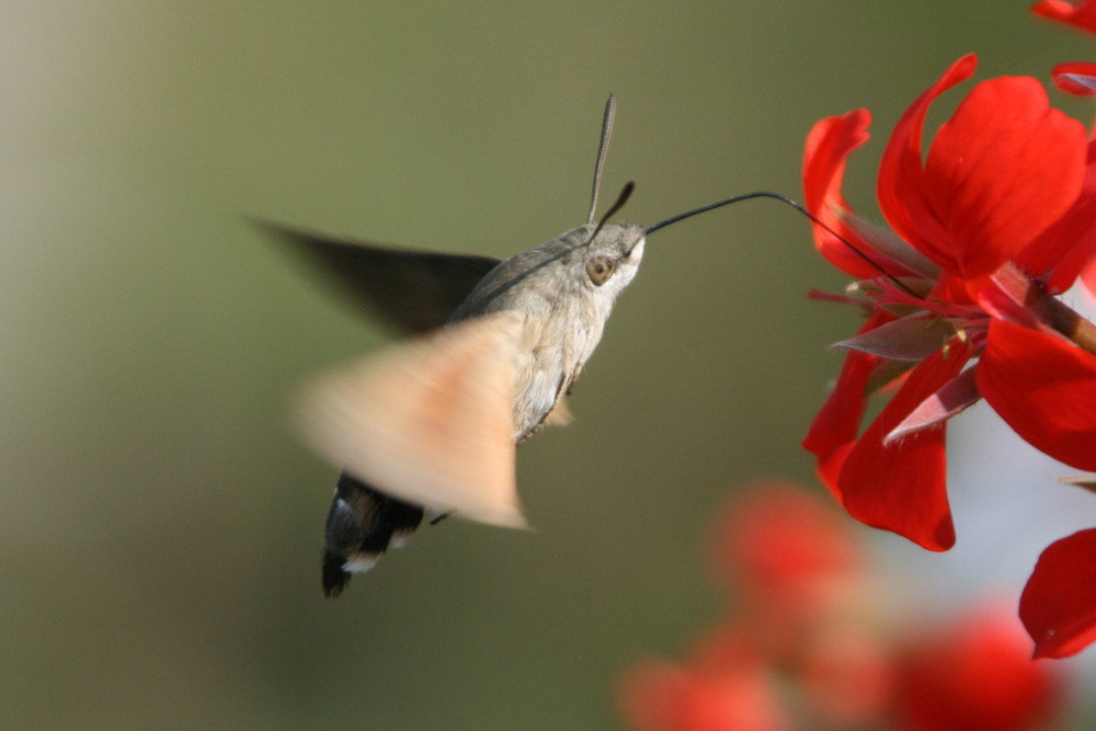 Taubenschwanz im Flug - wie ein Kolibri