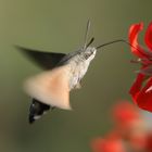 Taubenschwanz im Flug - wie ein Kolibri