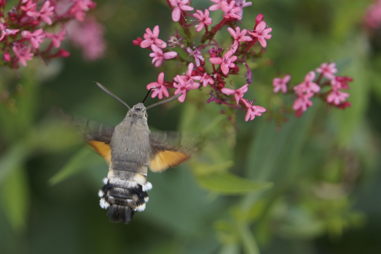 Taubenschwanz im Garten