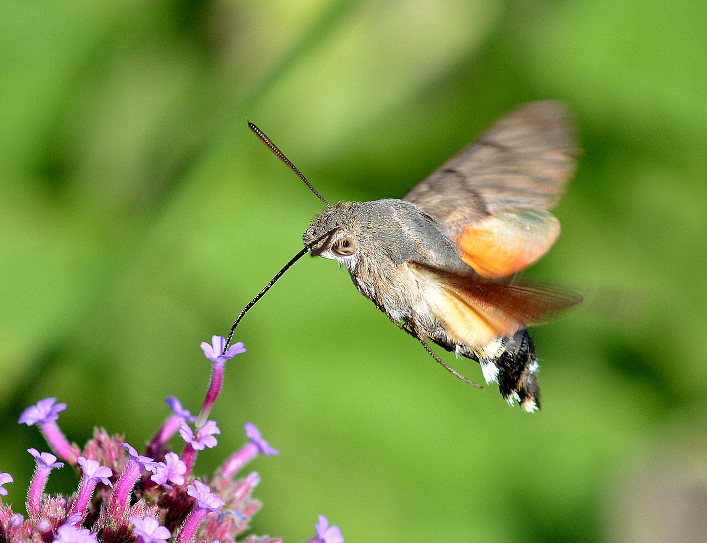 taubenschwanz mit blüte 13