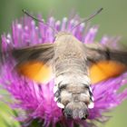 Taubenschwanz1_über die Schulter geschaut