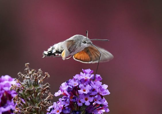 Taubenschwanzfalter im Oktober 2025
