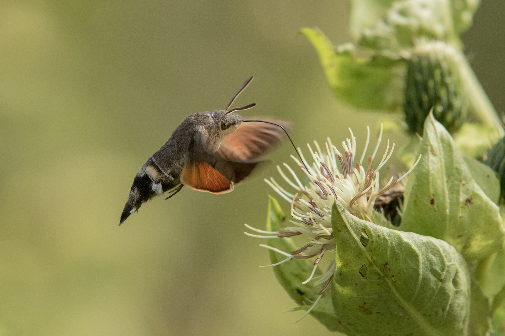 Taubenschwanzschwärmer an Kohldistel