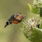 Taubenschwanzschwärmer an Kohldistel