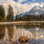 Taubensee