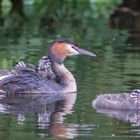 Taubentaucher mit Jungvögel