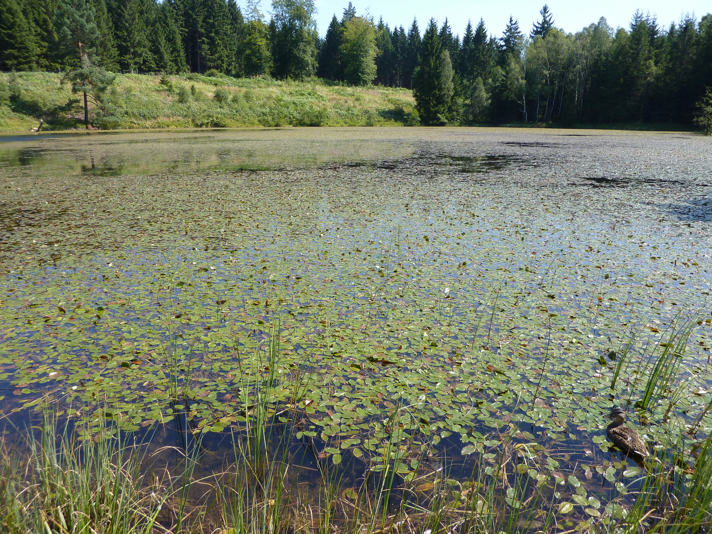 Taubenteich in Sächsischen Schweiz bei Tschechische Grenze