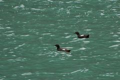 Taubenteisten - Pigeon Guillemot (Cepphus columba)