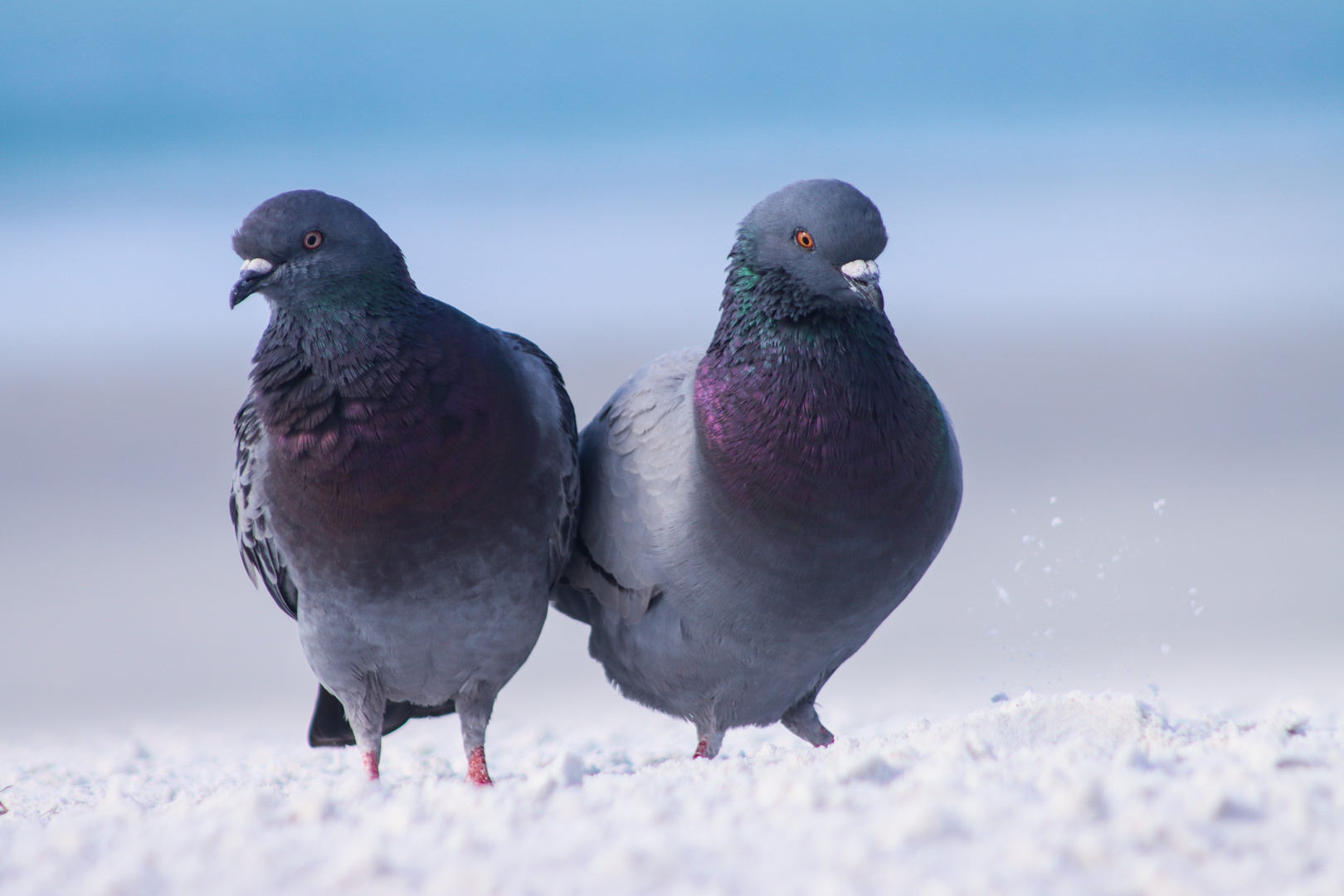 Taubenurlaub am Strand von Sarasota 