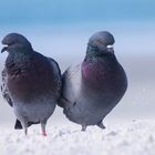 Taubenurlaub am Strand von Sarasota 