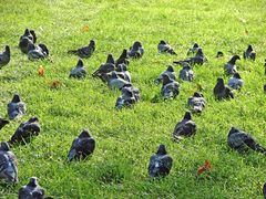 Taubenversammlung im Hyde Park