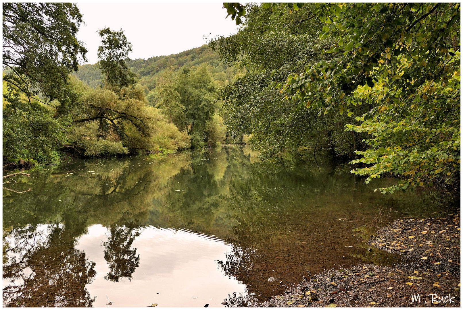 Tauber im herbstlichen Ambiente ,