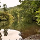 Tauber im herbstlichen Ambiente ,