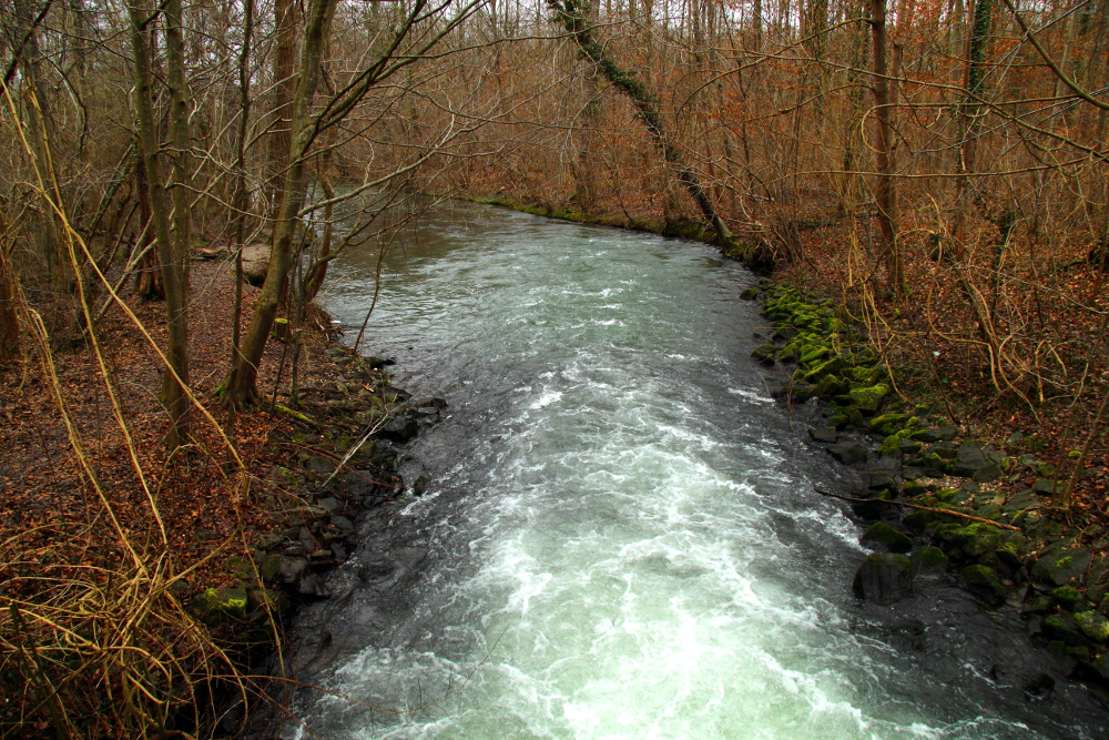 Taubergießen (6)