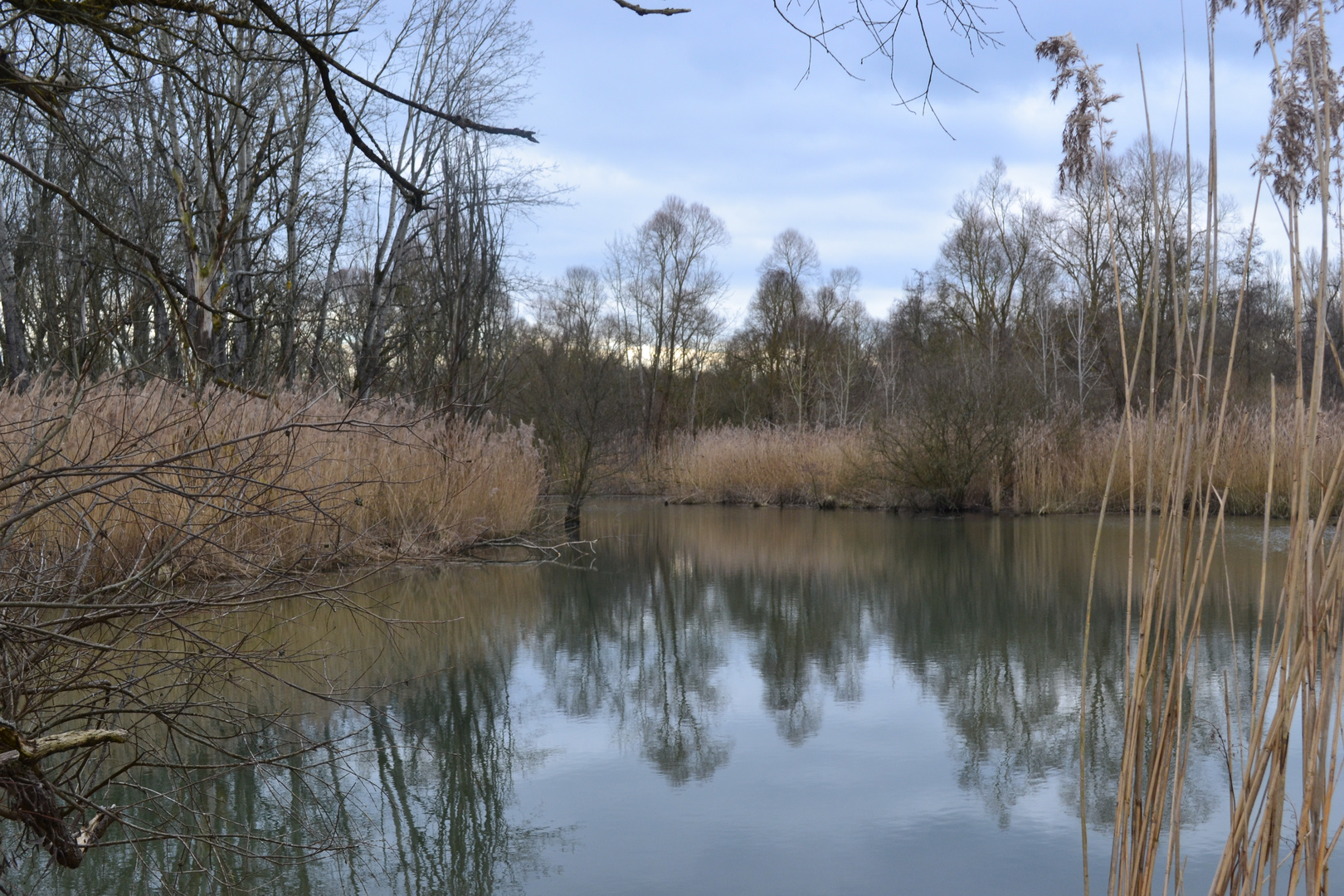 Taubergießen