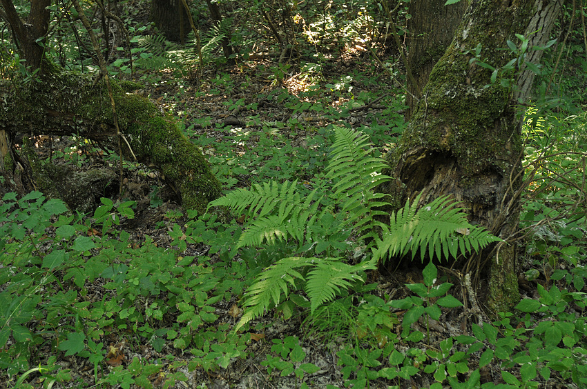 Taubergießen-Farn