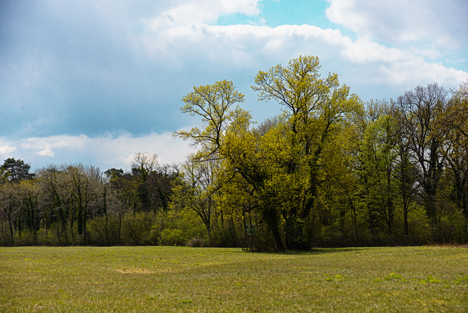 Taubergießen - Frühling