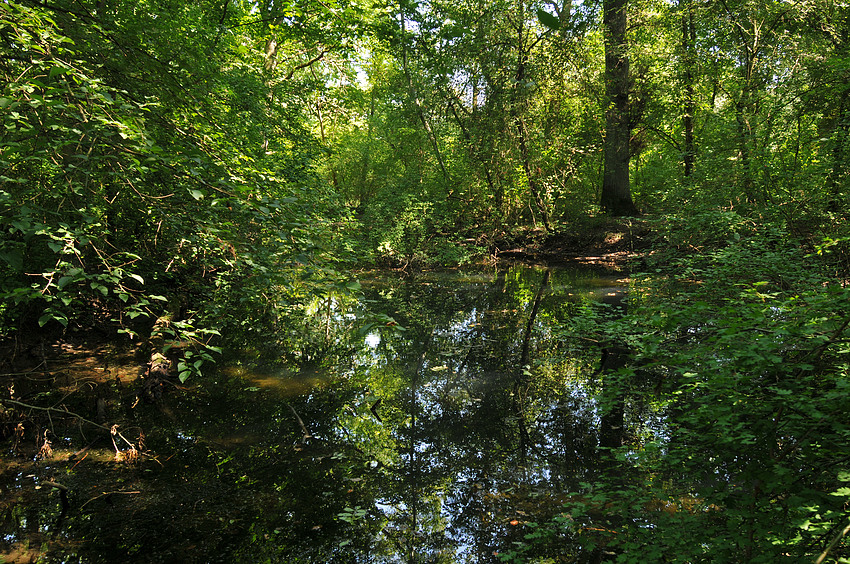 Taubergießen-Waldsee