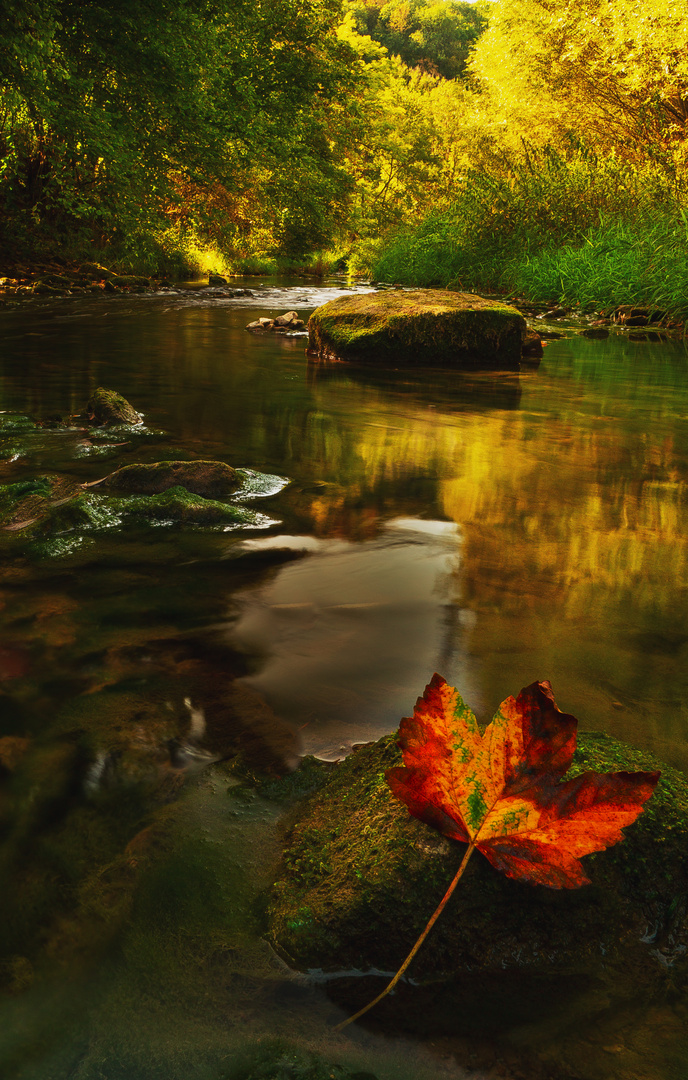 Taubertalblatt im Herbstwald