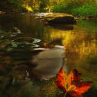 Taubertalblatt im Herbstwald