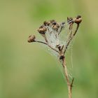 Taublümchen