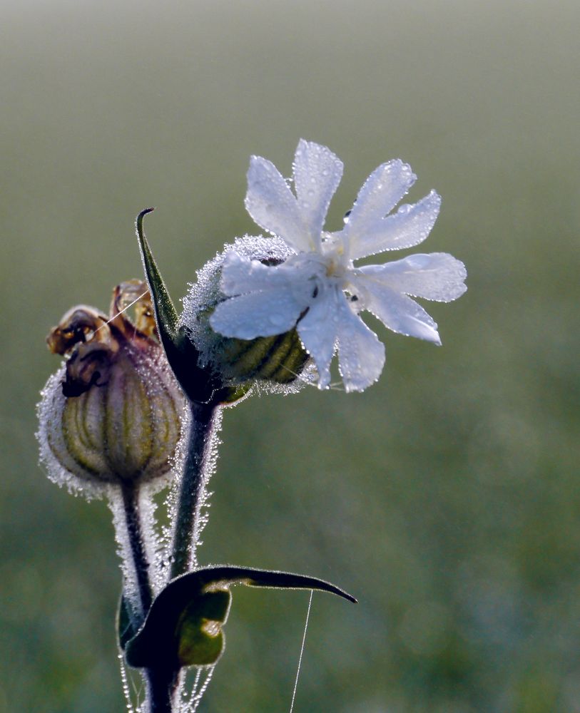 "Taublüte"