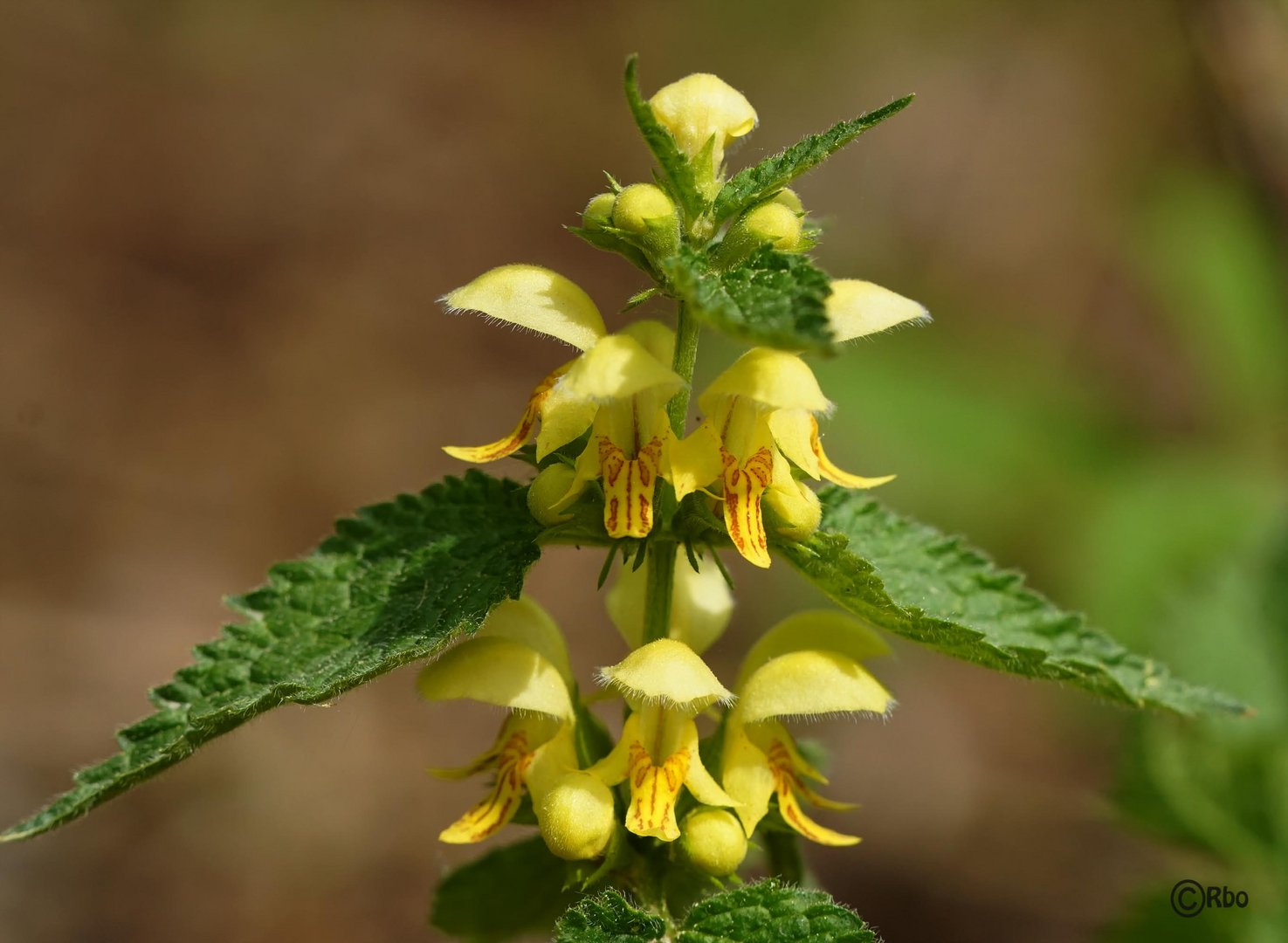 Taubnessel Foto & Bild | abstraktes, pflanzen, pilze & flechten ...