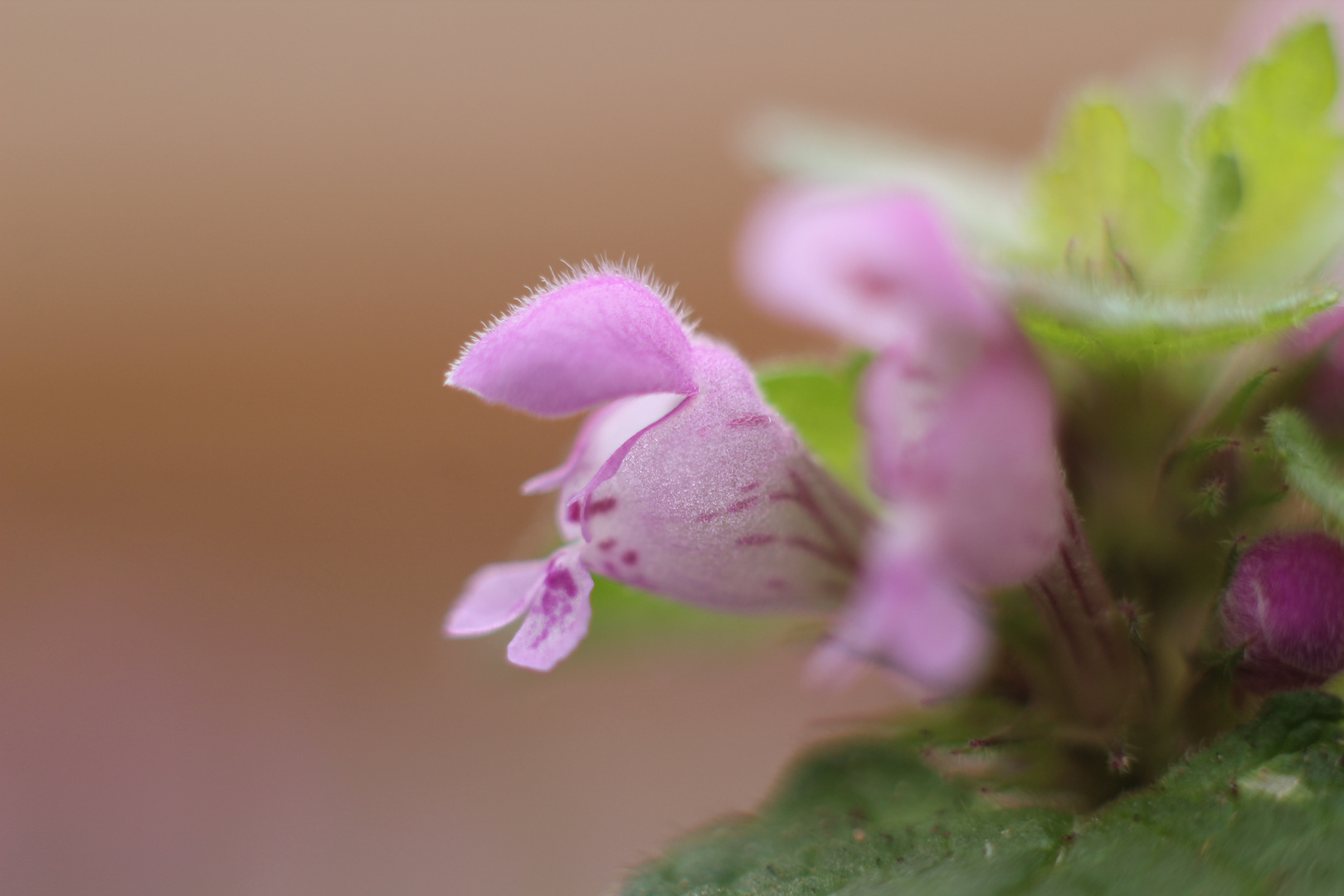 Taubnessel Blüte