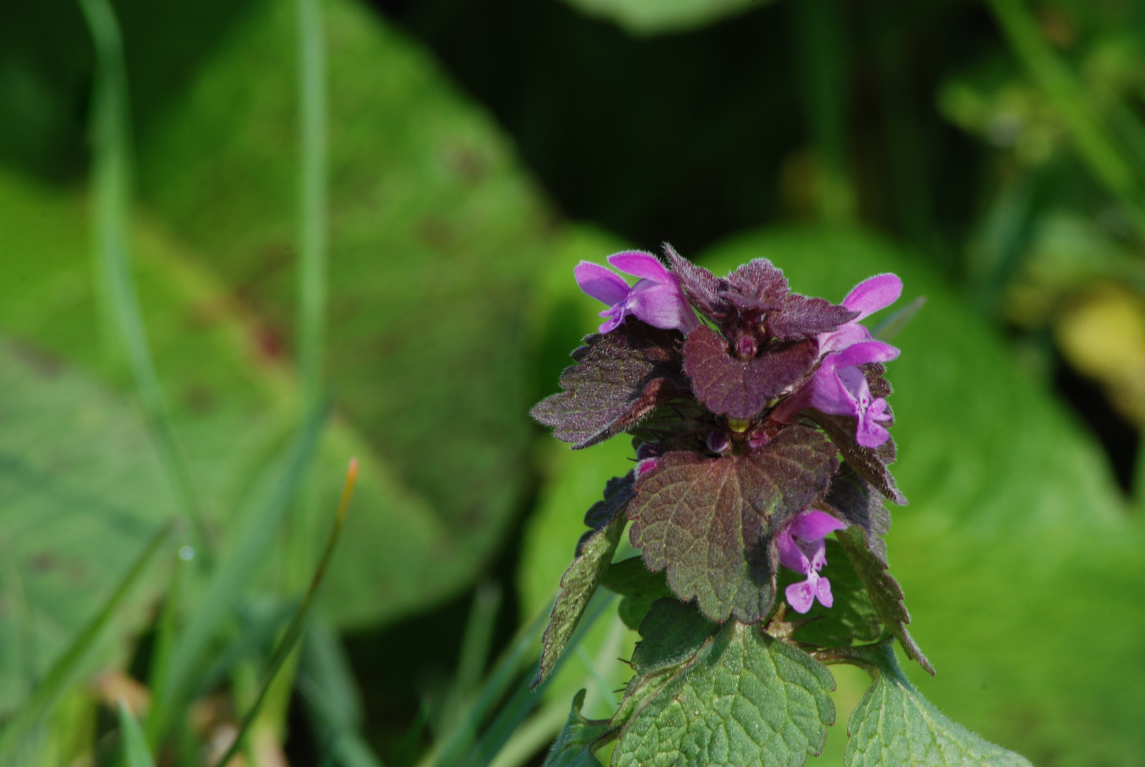 Taubnessel Blüte