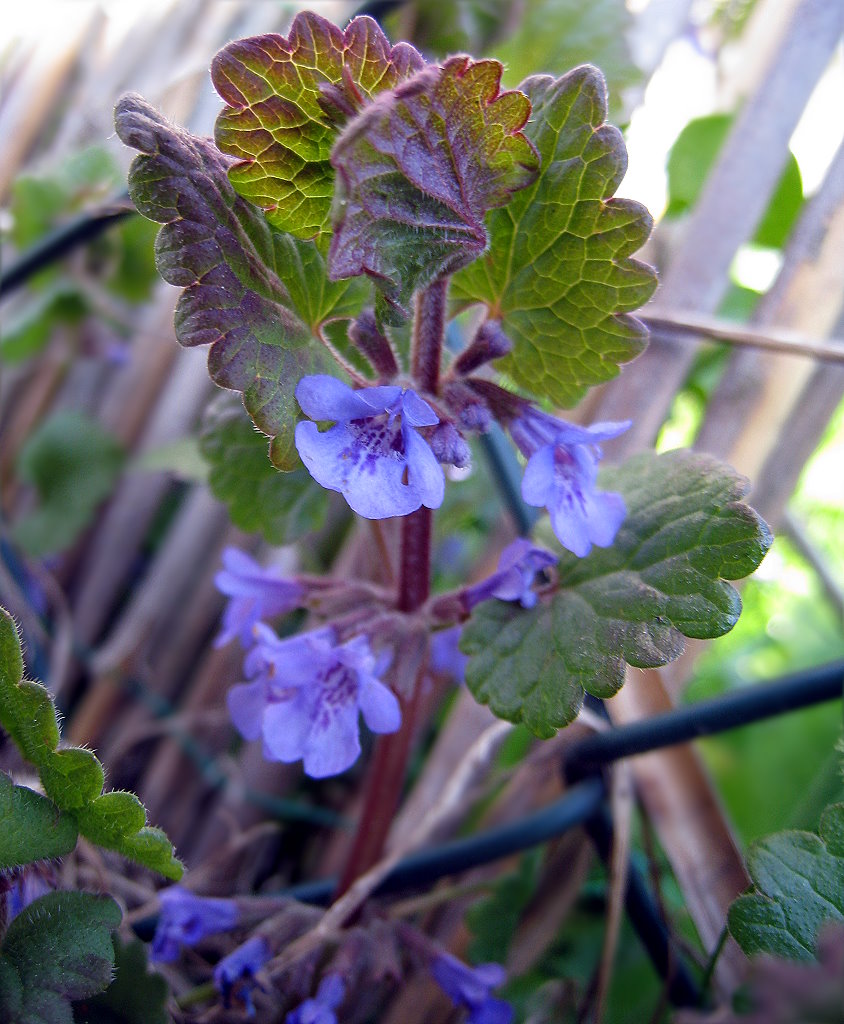 Taubnessel in blau