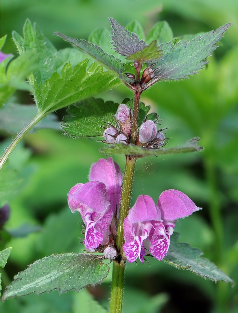 Taubnessel in Rosa