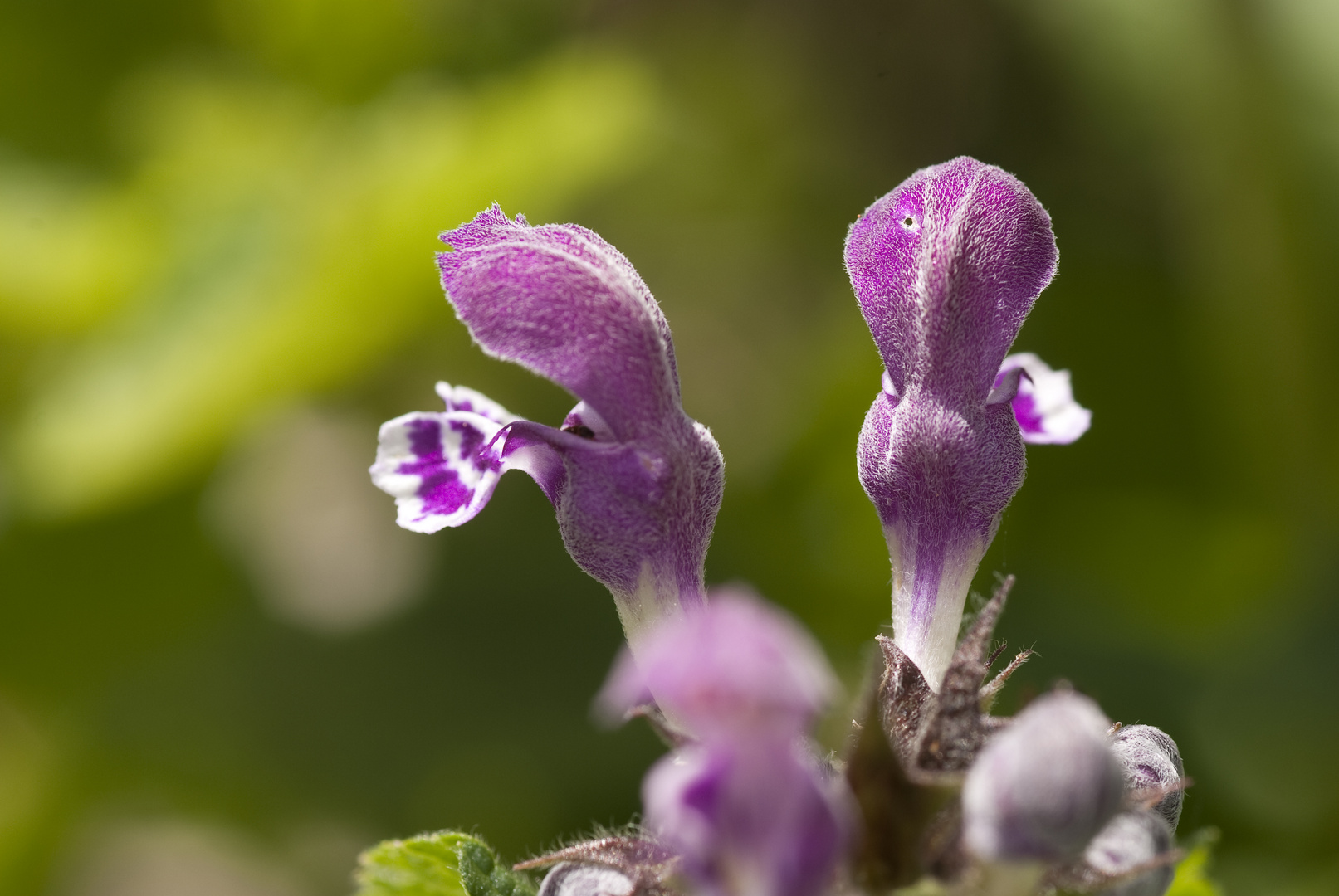 Taubnessel (Lamium garganicum)