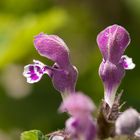 Taubnessel (Lamium garganicum)