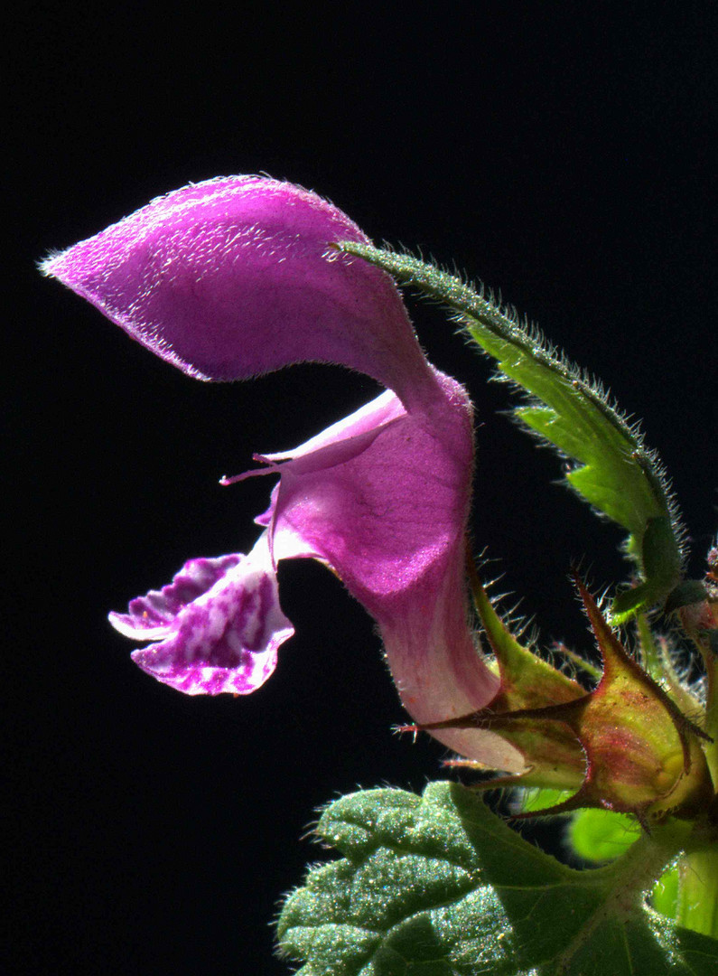 Taubnesselblüte