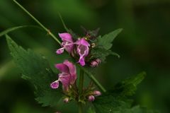 Taubnesselblüte