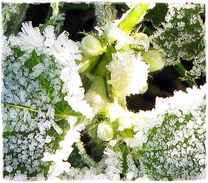 ~Taubnesselblüten mit Zuckerkruste~