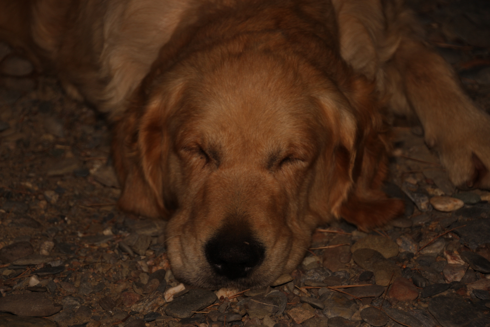 Tauchbasenhund im Ruhestand