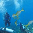 Tauchen auf den Bahamas