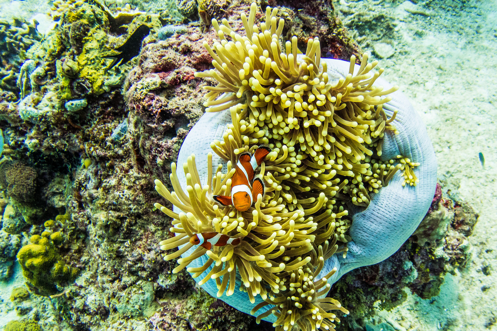 Tauchen auf den Philippinen