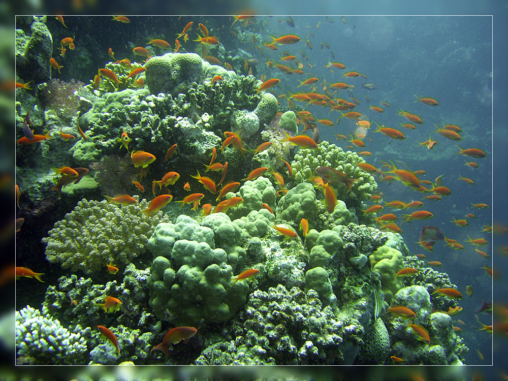 Tauchen im Aquarium