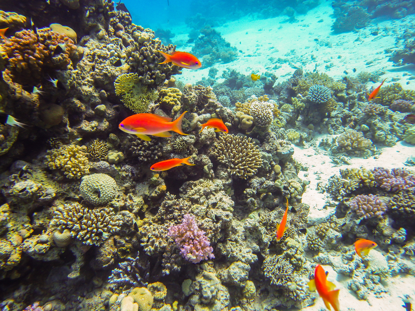 Tauchen im Roten Meer