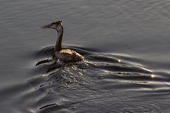 Tauchen in der Abendsonne