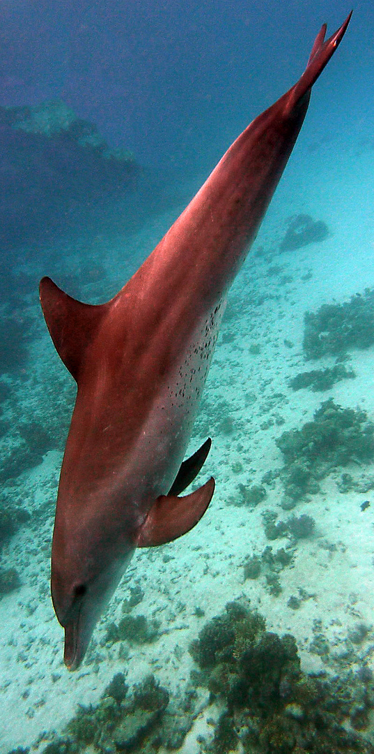 Tauchen mit Delfinen