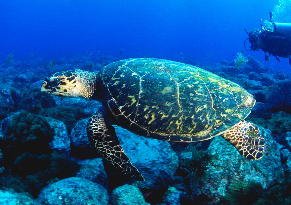 Tauchen mit Schildkröte in Fernando de Noronha, Brasilien