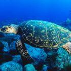 Tauchen mit Schildkröte in Fernando de Noronha, Brasilien