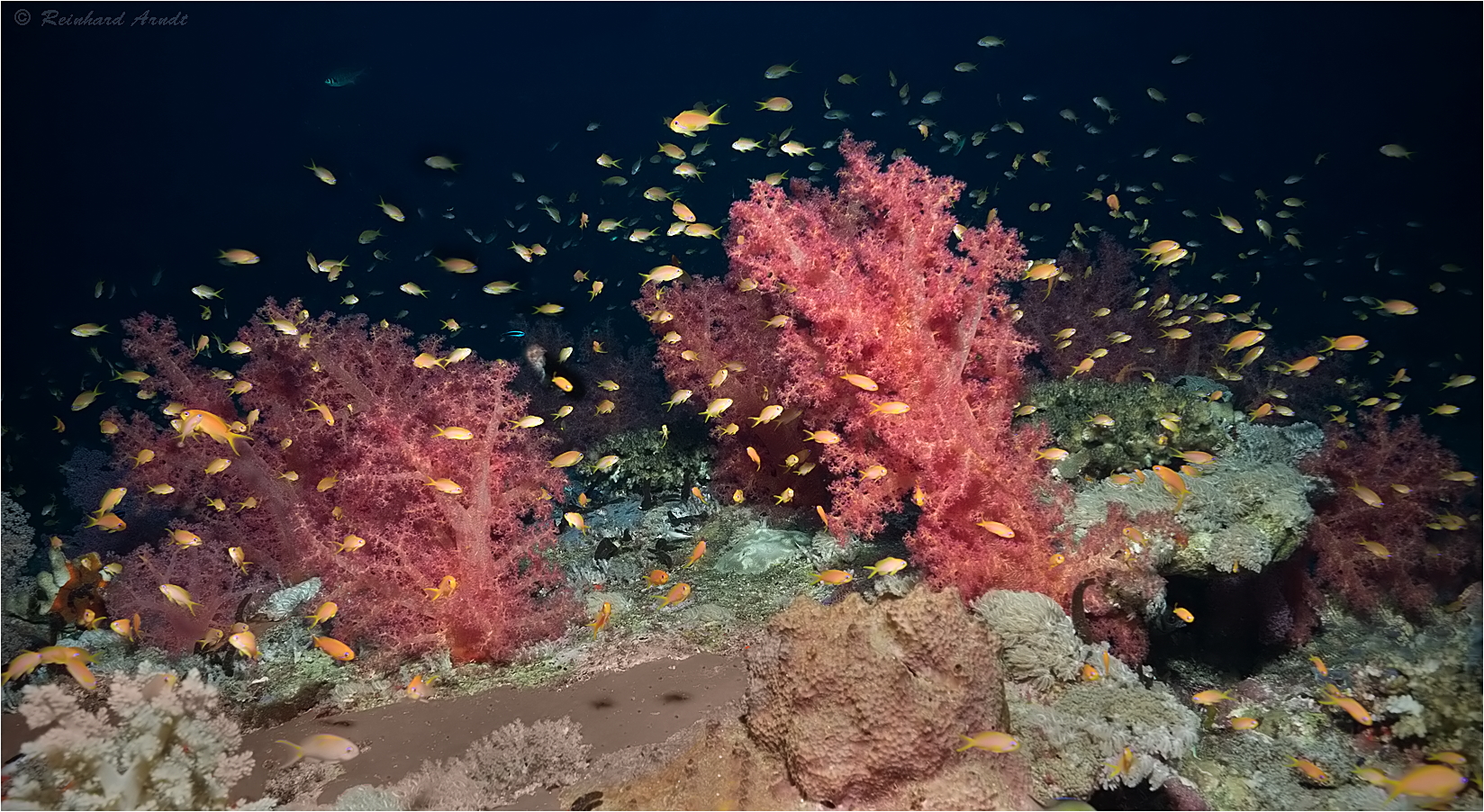 Tauchen wie im Aquarium