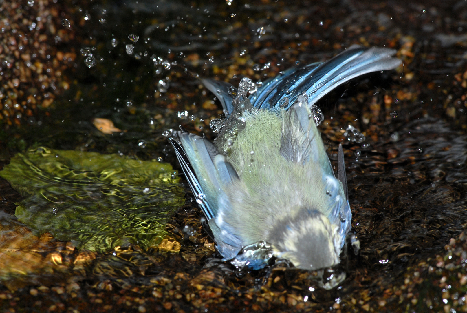 tauchende Blaumeise