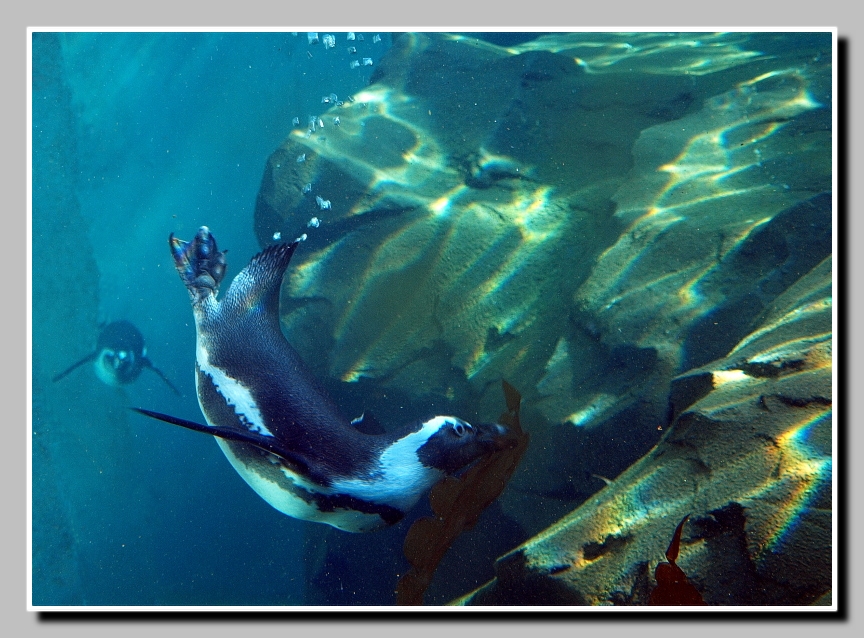 Tauchende Pinguine im Zoo Hannover