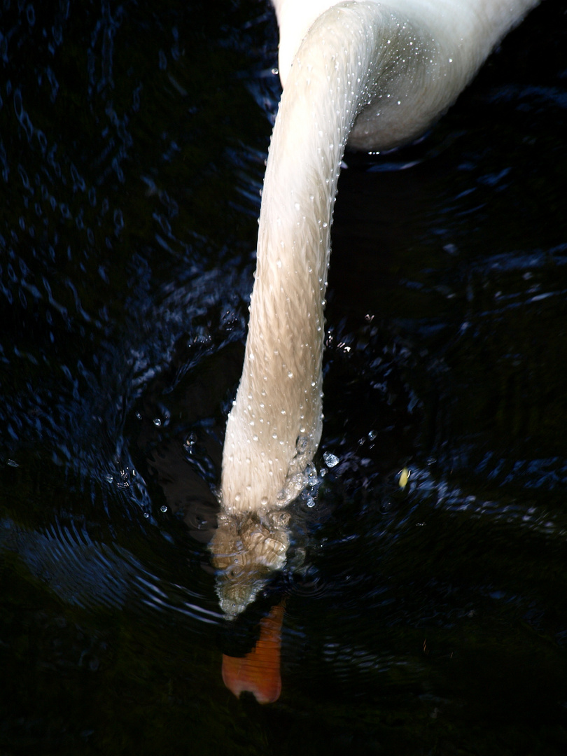 Tauchender Schwan