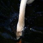 Tauchender Schwan